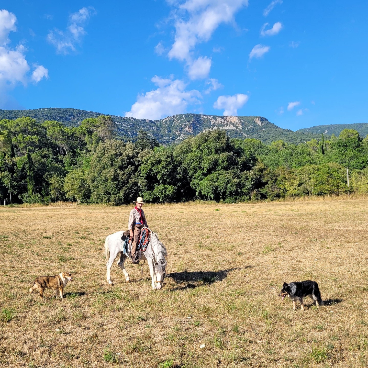 A very nice Moment while having a trail ride with Vinny and my two dogs.
It's the peace and the unity that makes it so special...

This was this Autumn and when I look at those pics, it makes me feel good and content with my life.

If you have similar moments, just drop a comment and share those with me.

Wishing you all a great day.

#NaturalHorsemanship
#RobertTroesch
#ProvenceLife
#Mustangs
#Timing
#HundeundPferde